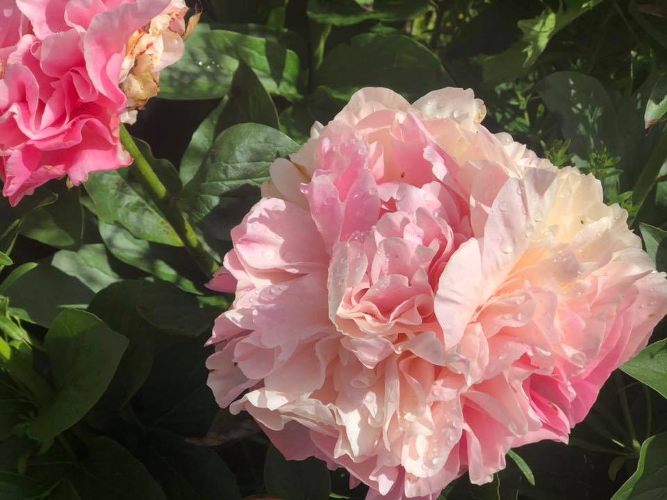 Autumn Peony Care – How to care for your Peonies in Autumn