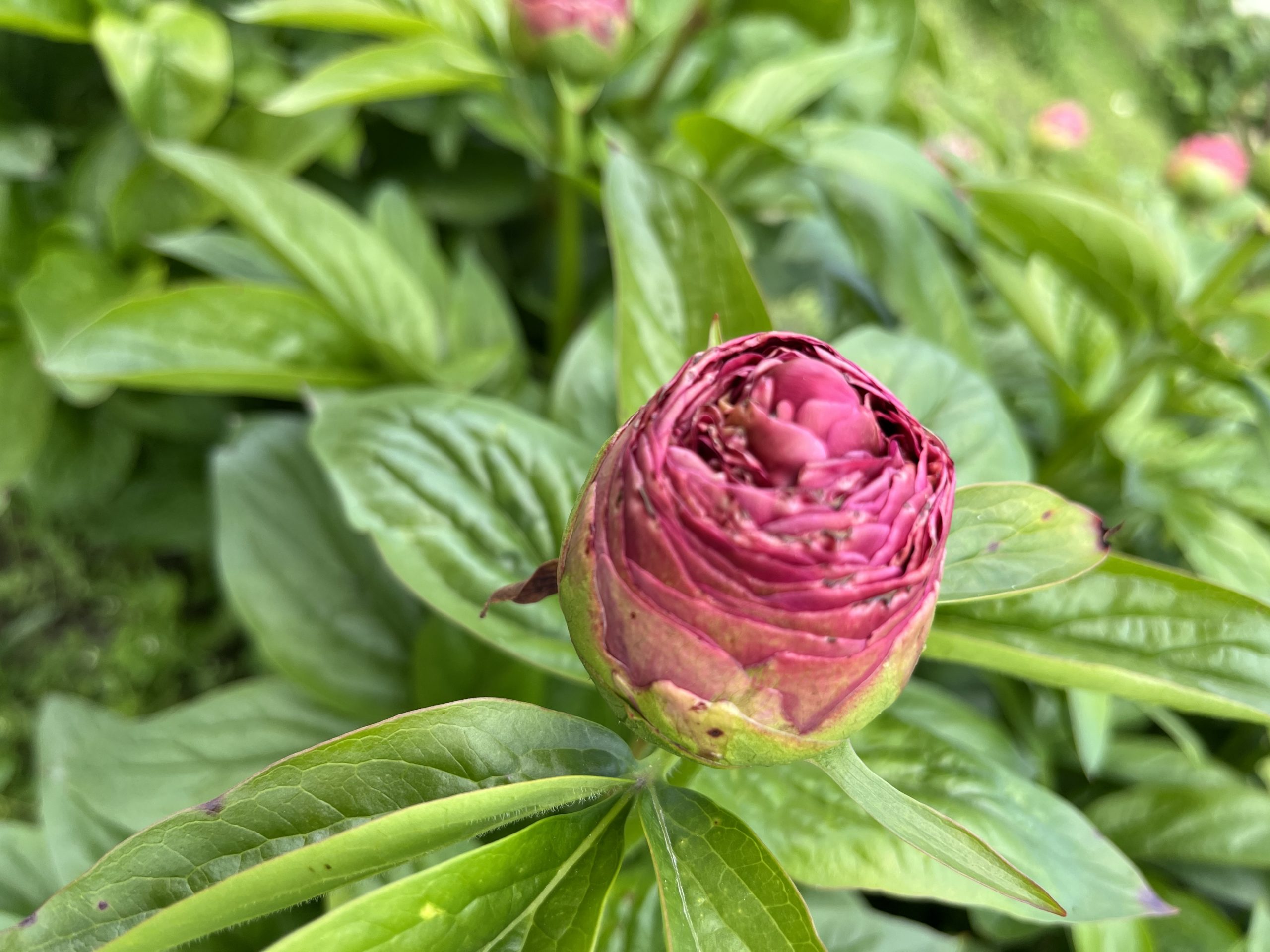 How To Safely Move Your Peony Plant In New Zealand