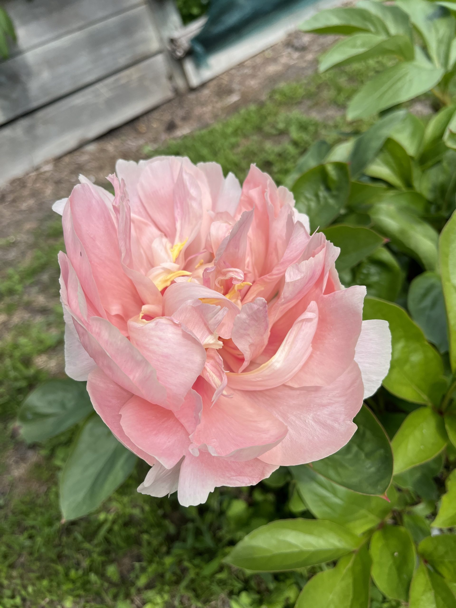 How to care for your Peony bloom – NZ