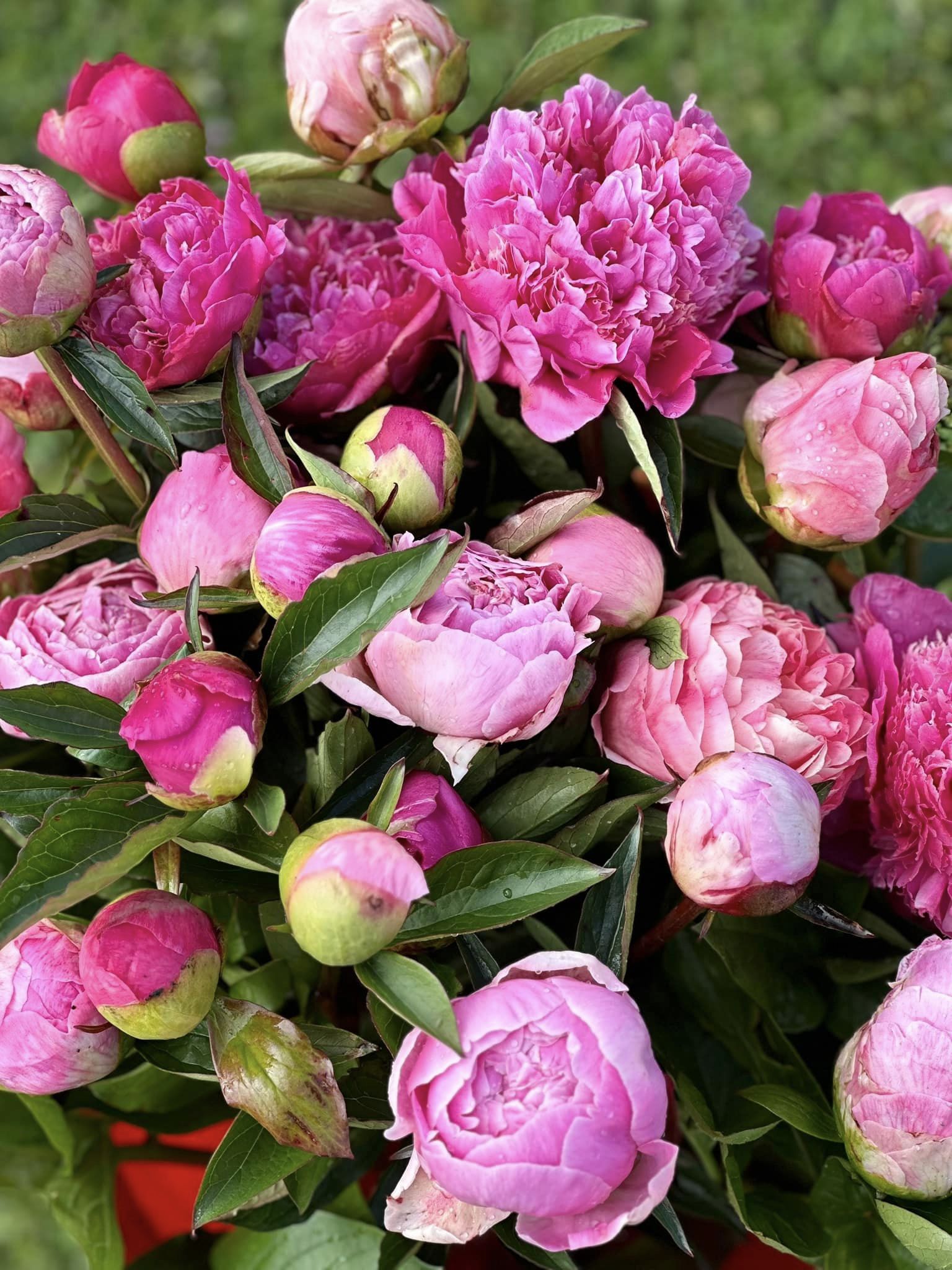 Different Types Of Peony Blooms… What One Do You Have?