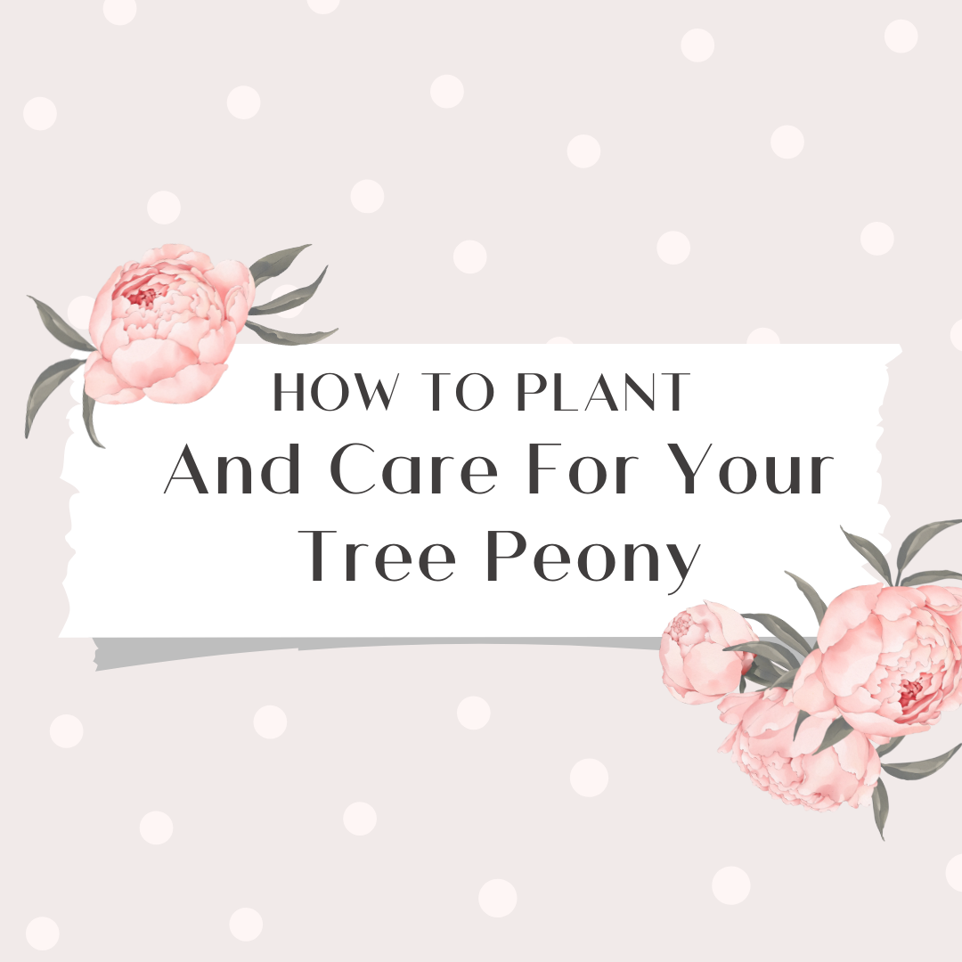 A Comprehensive Guide to Tree Peony Care and Maintenance: 10 Essential Tips to Make Them Thrive